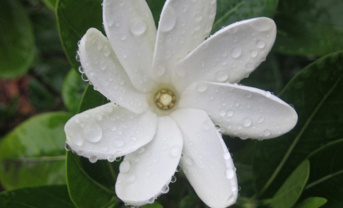 Tiare maori: beloved flower of the Cook Islands