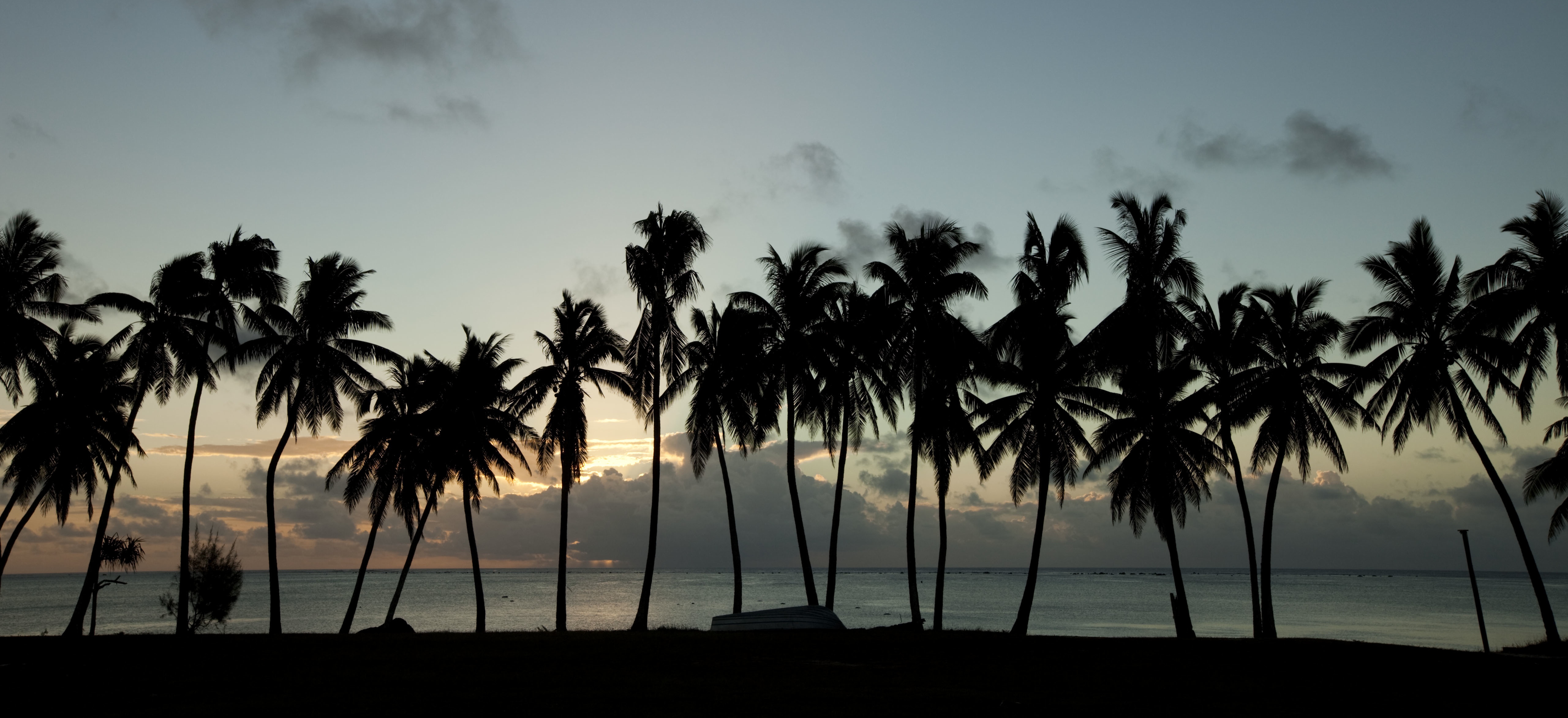 Palm Trees by Keiran Scott
