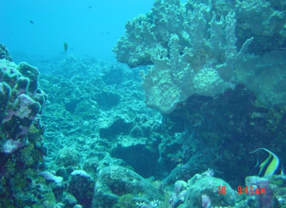 Atiu-Reef-on-South-Coast